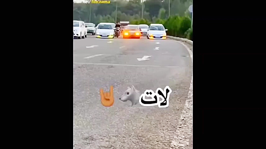 ویدیو شوتی گنگ