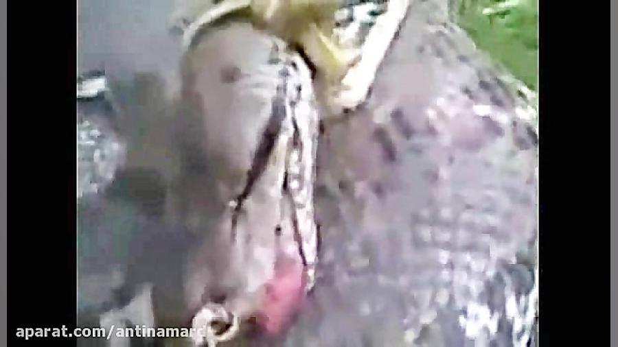 مرگ مار پیتون غول پیکر پس از ب...