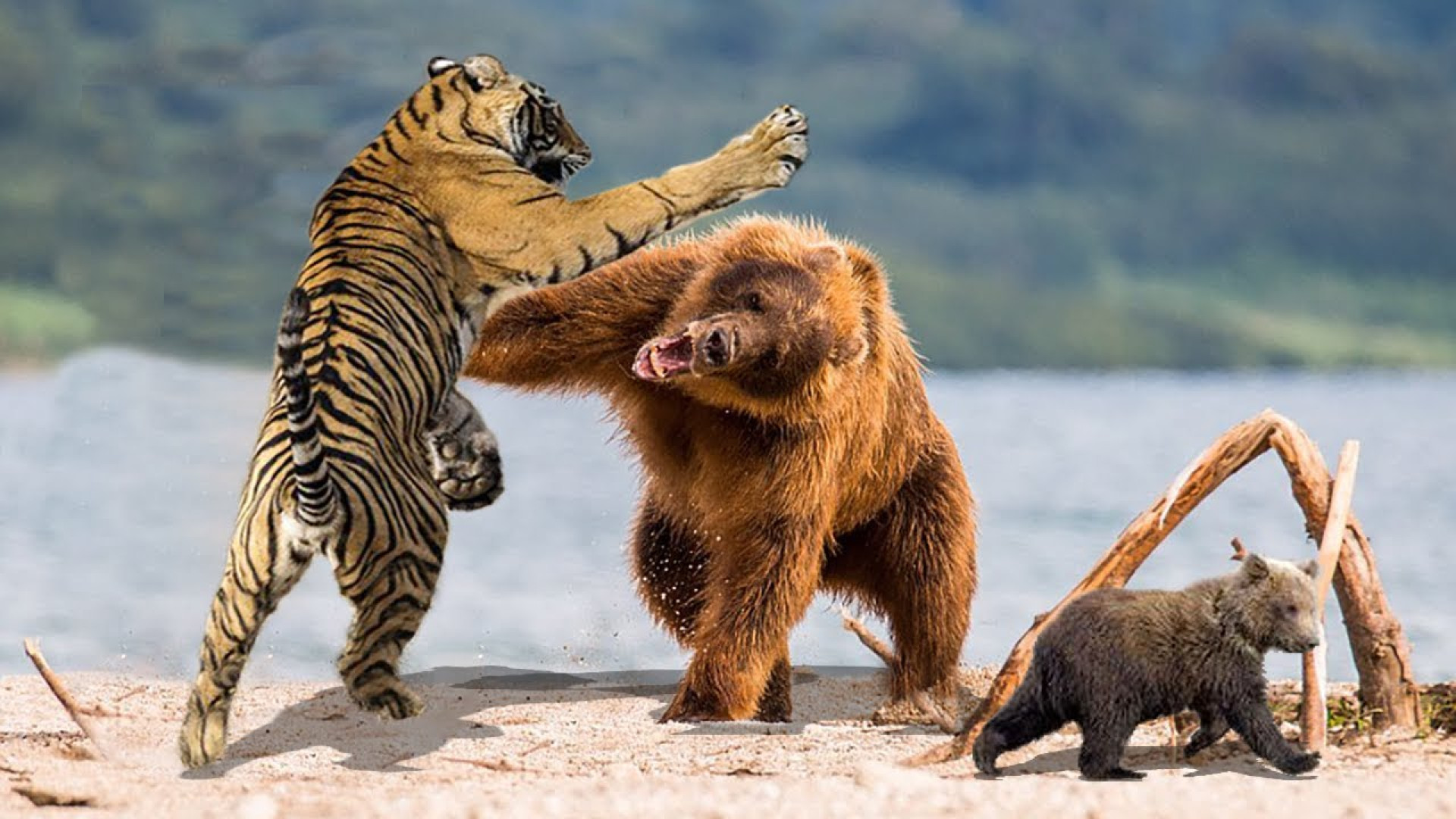 دعوای واقعی خرس مادر با ببر بر...