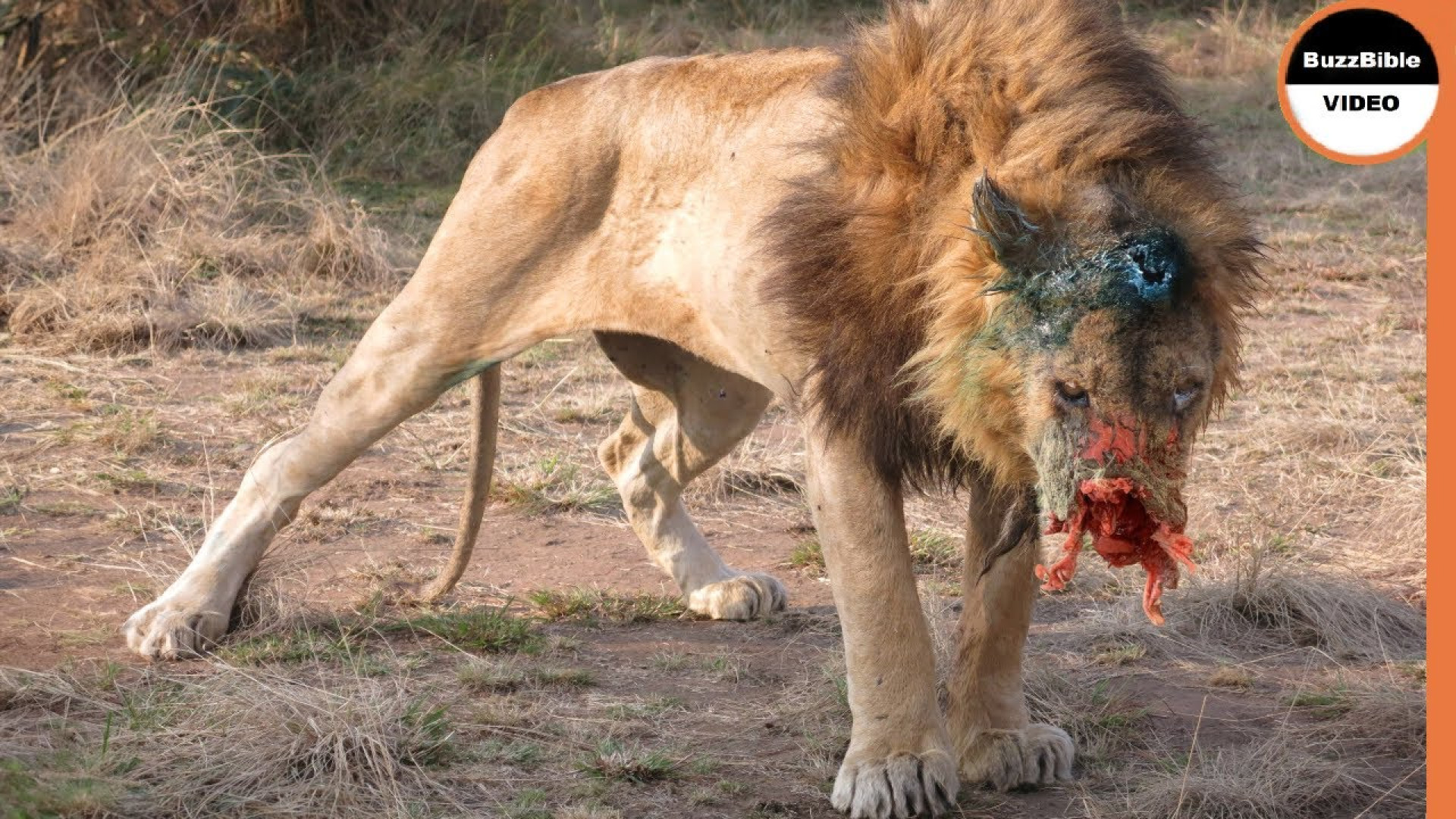 زندگی شیرهای وحشی  وقتی شیرها...