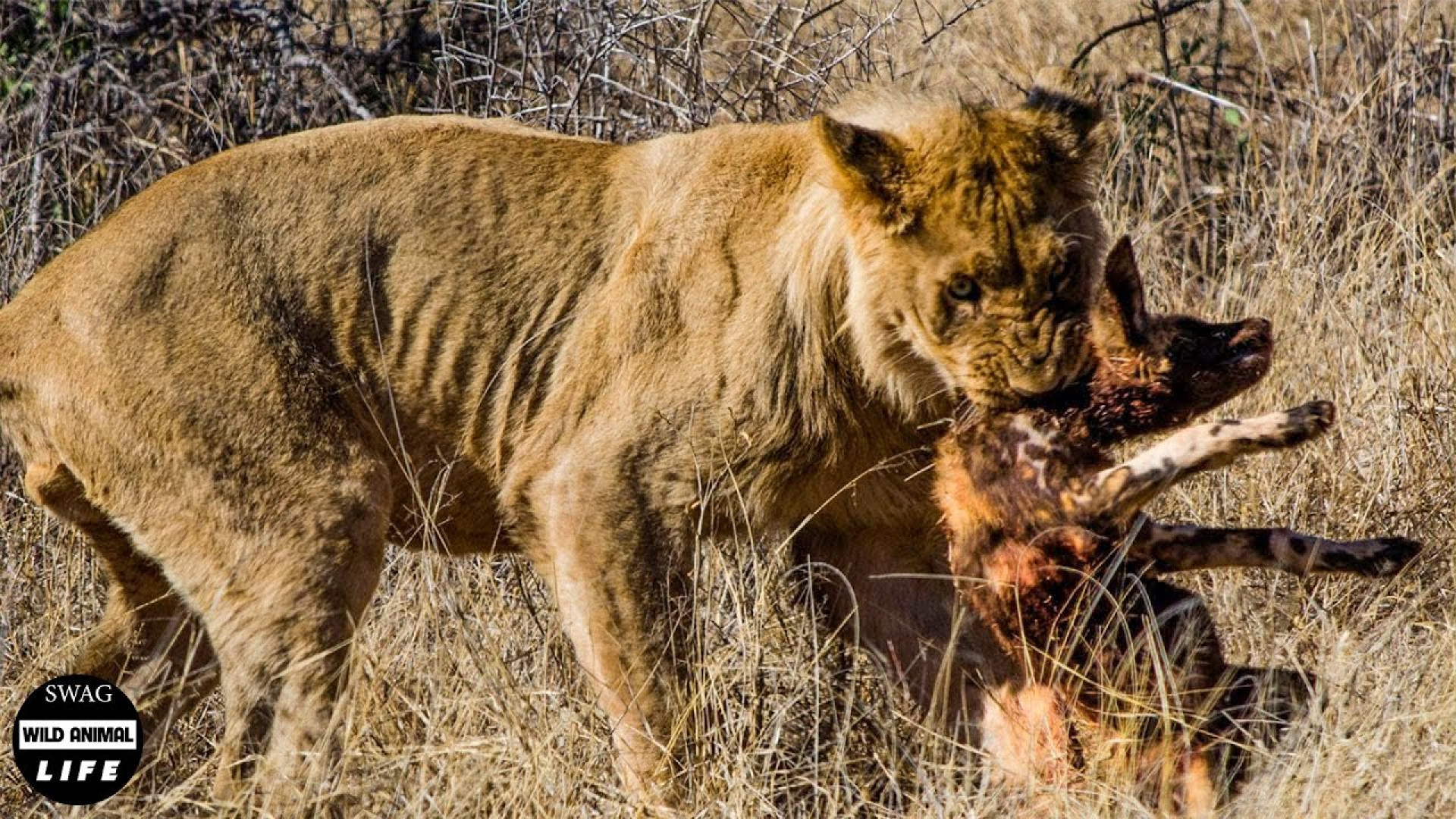 شیر سگ های وحشی که به او حمله...
