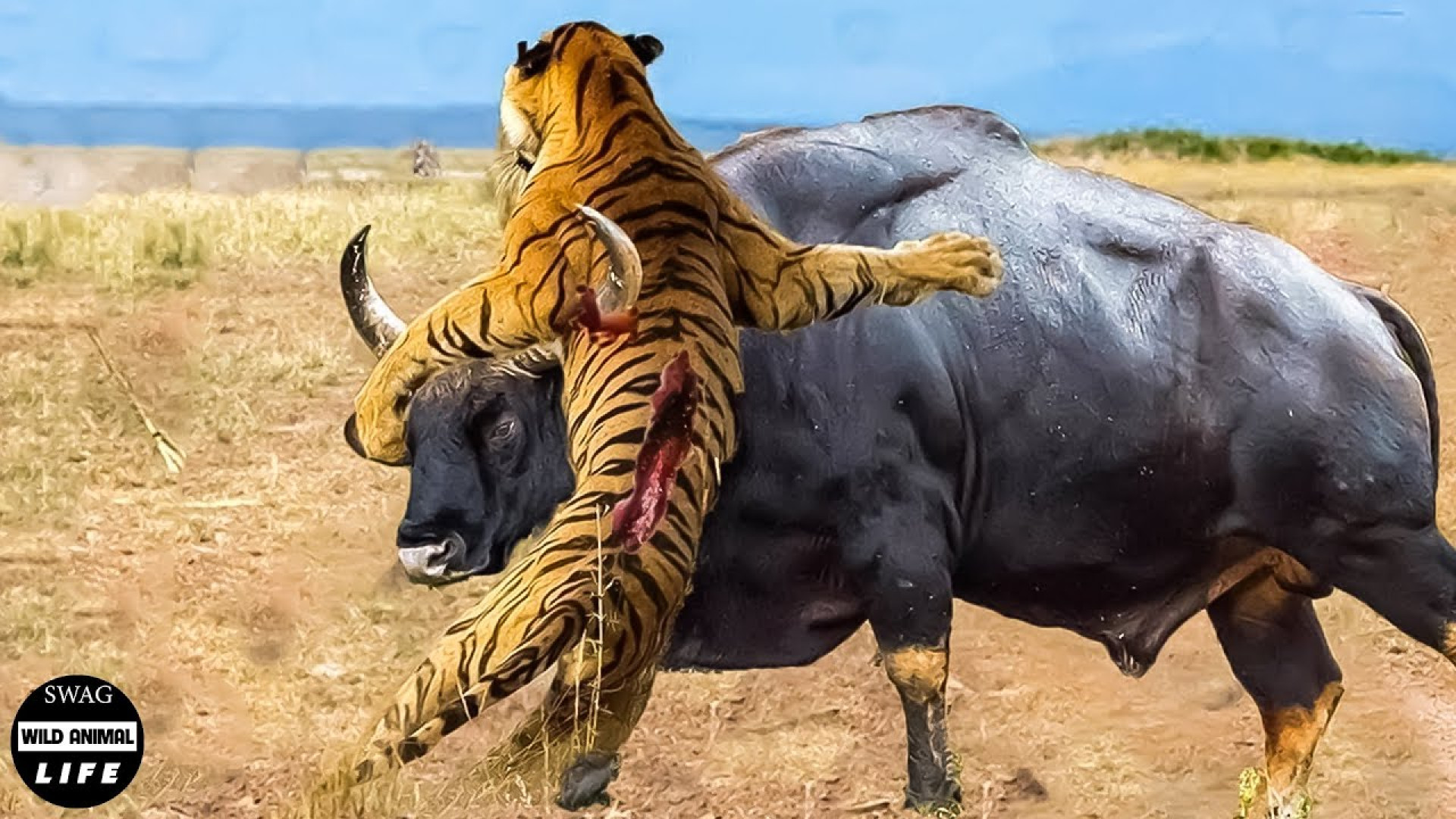 مستند حیات وحش  مبارزه پلنگ با...