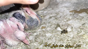 دان کمکی ب جوجه ها