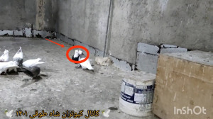 نشانه های جفت شدن کبوتر ها