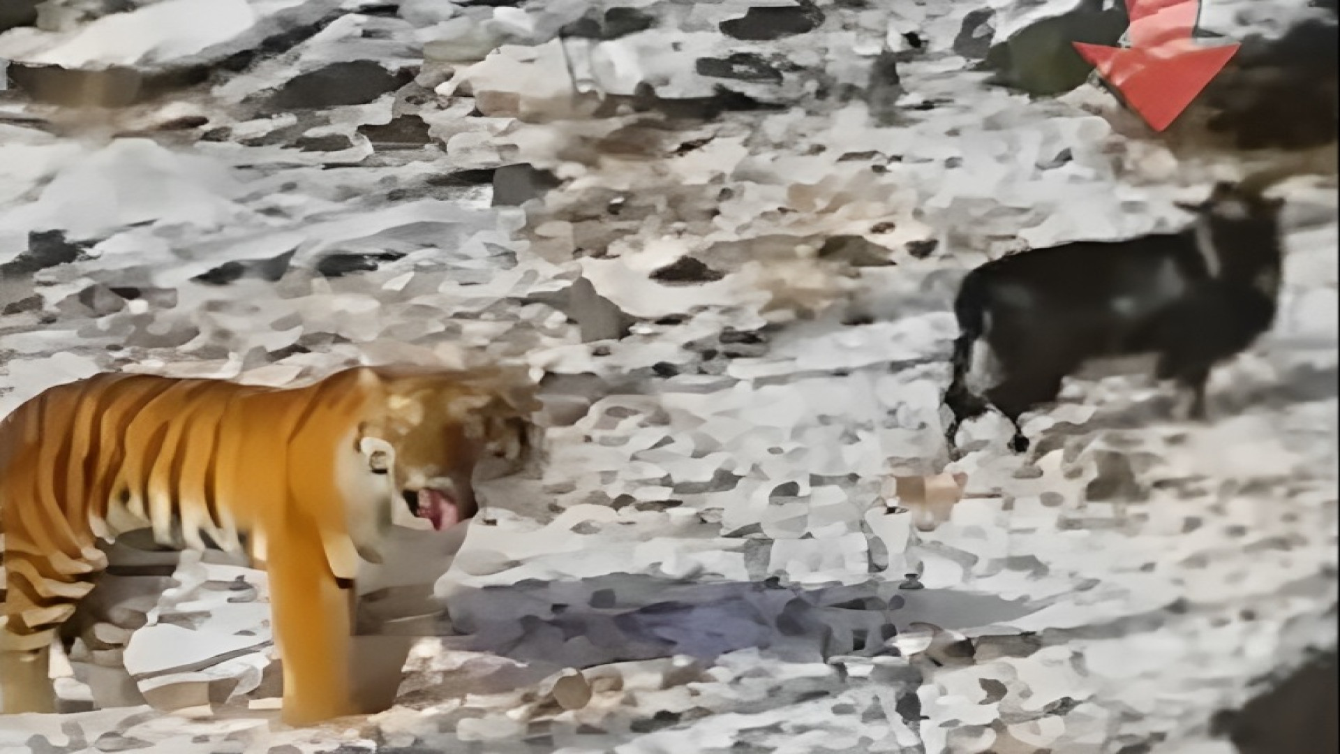 دوست شدن بز با ببری که قرار بو...