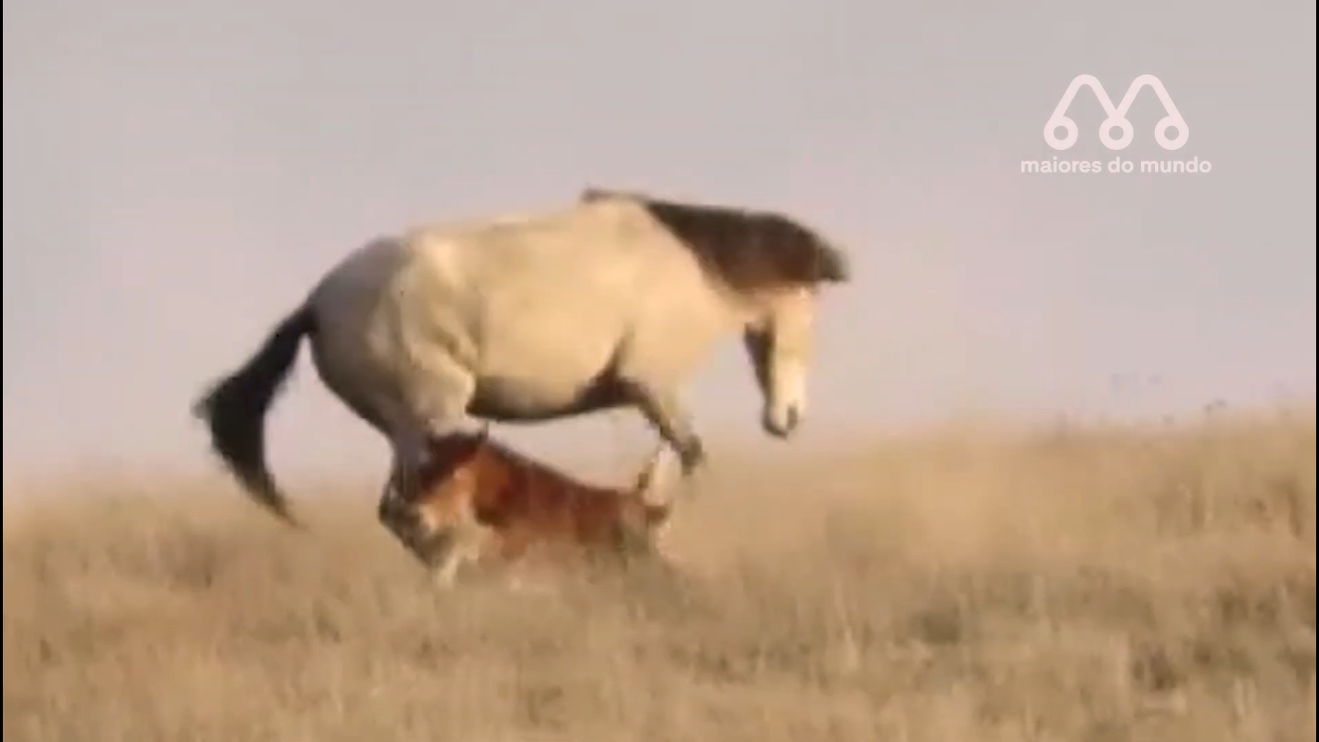 حیوانات وحشی :: حمله باورنکردن...