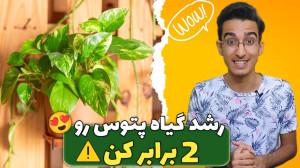 شرایط نگهداری و تکثیر پتوس