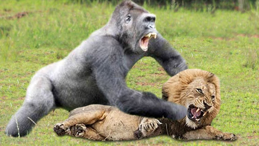 Тетя горилла если хотите стать сильными детки. Lion vs Gorilla.