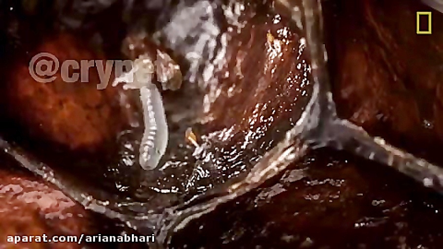 سیر تکاملی زنبور عسل