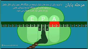 مراحل ترجمه mRNA به پروتئین