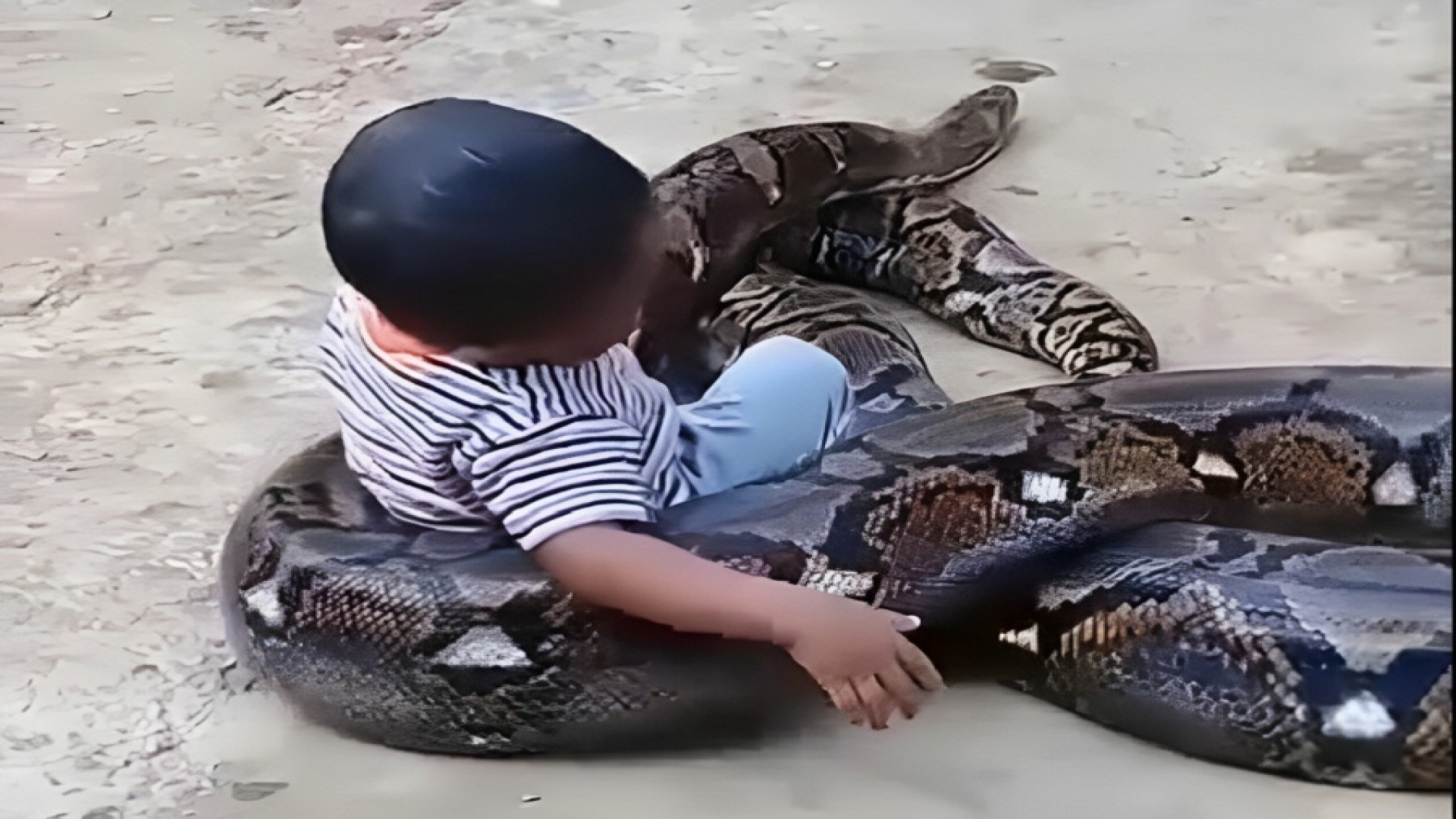 بازی حیرت انگیز یک کودک با مار...