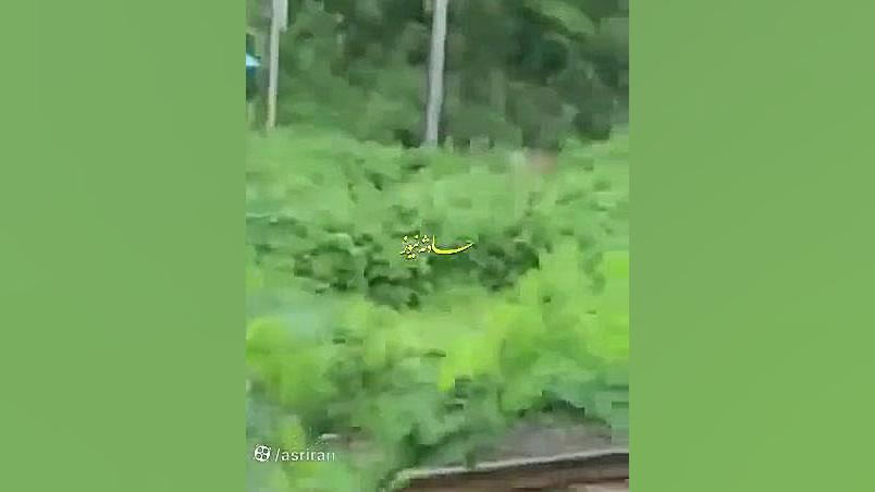 لحظه برق‌گرفتگی مار روی کابل ف...