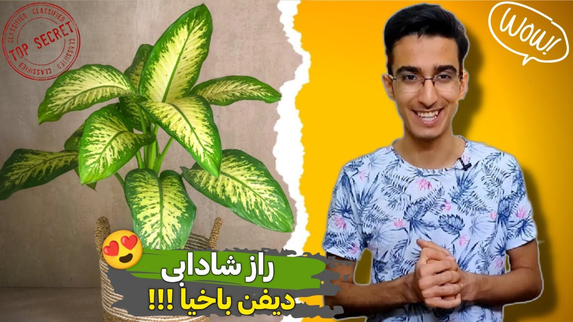 شرایط نگهداری دیفن باخیا