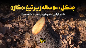 جنگل ۵۰۰ ساله زیرتیغ «گاز» جنگل ۵۰۰ ساله زیرتیغ «گاز»