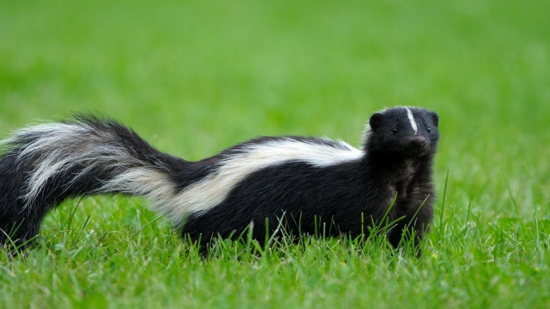 بلایی که گندراسو بر سر یک گرگ...