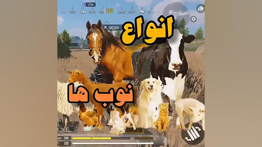 انواع نوب ها نوب سگ نوب اسب نوب گاو فان کالاف