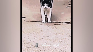 گربه سیگما