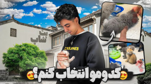 گربه خریدم!! کدومو انتخاب کنم؟...