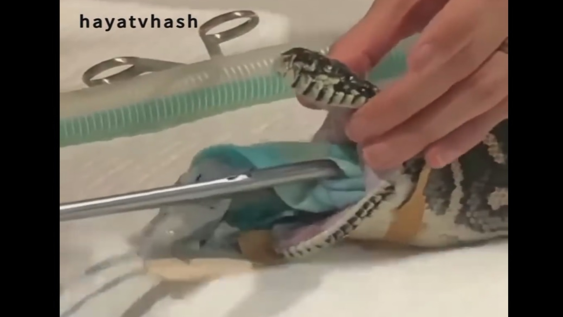 بیرون کشیدن باور نکردنی پتو از...