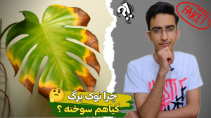 علت نوک سوزی برگ گیاهان چیه؟