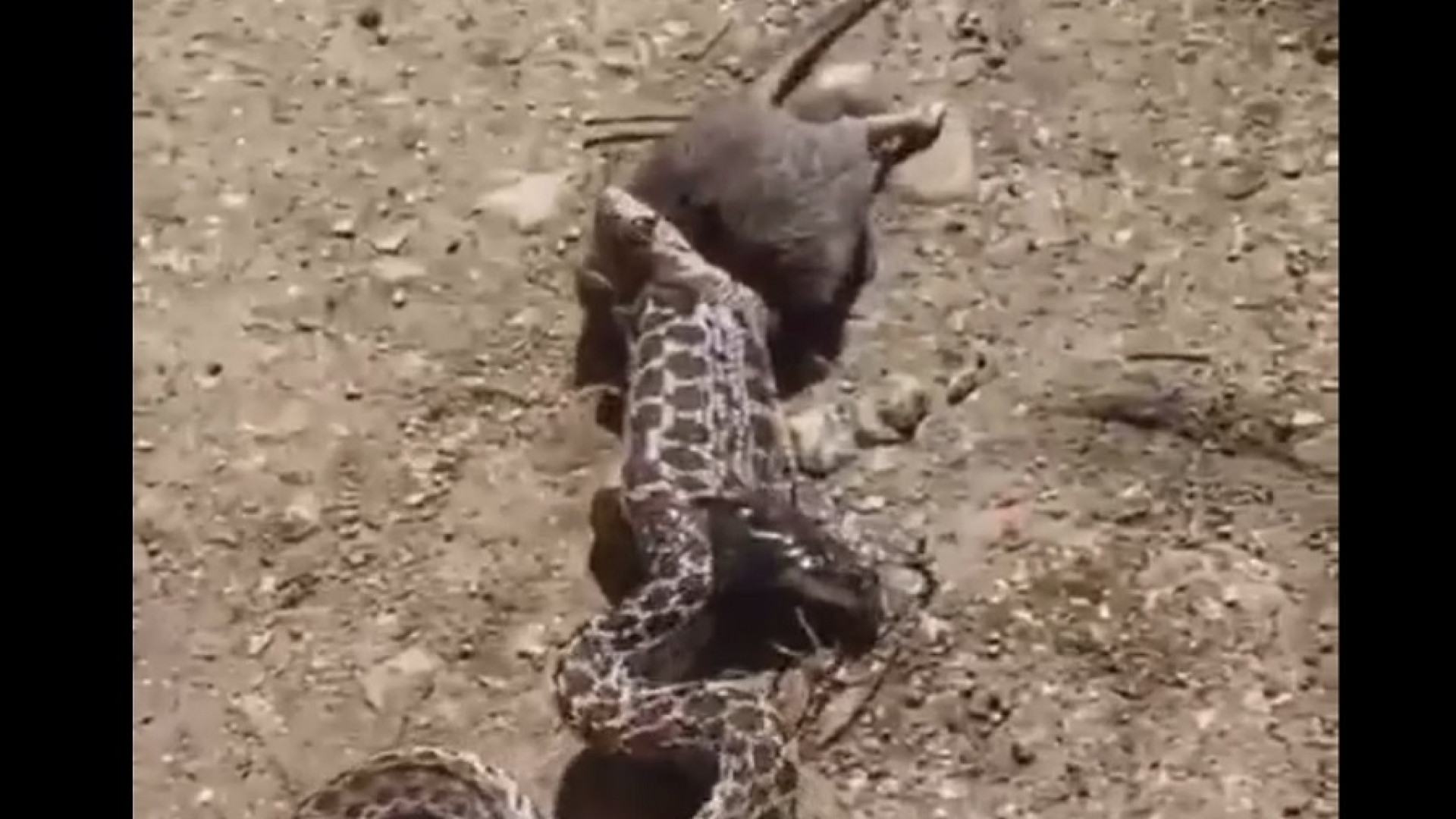 پاره شدن شکم ماری که قصد خوردن...