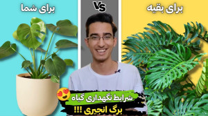 شرایط نگهداری برگ انجیری