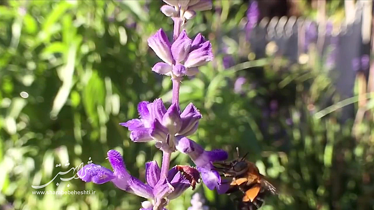 ویدیوکلیپ شراب بهشتی | شماره 0...