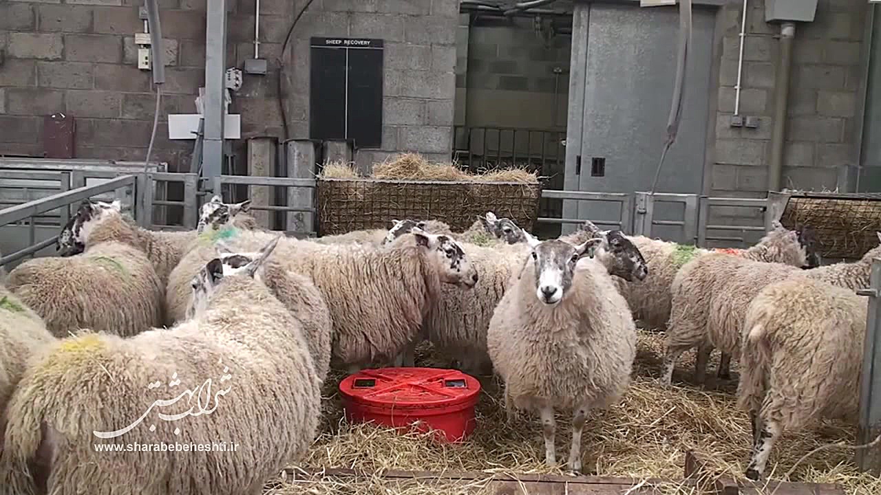 ویدیوکلیپ شراب بهشتی | شماره 0...