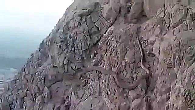 کشف یک مار غول پیکر و بزرگ در...