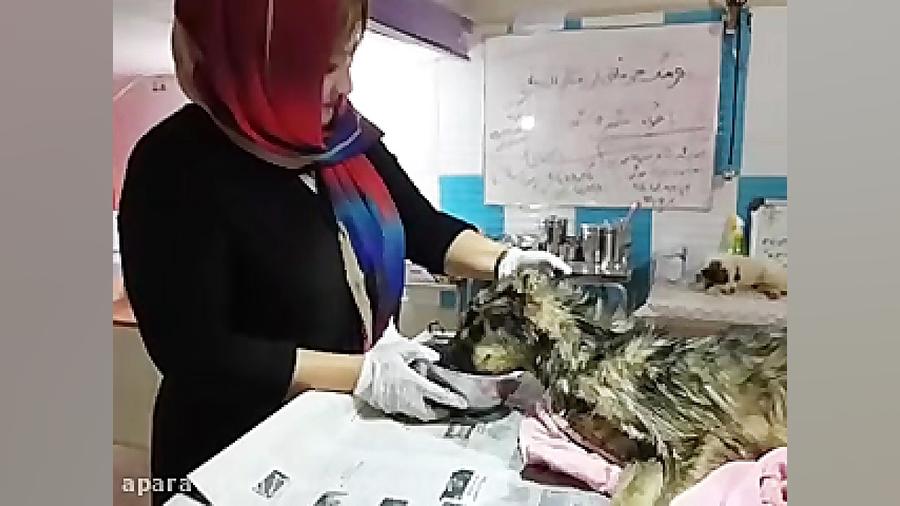 بهبودی سگ نجات یافته