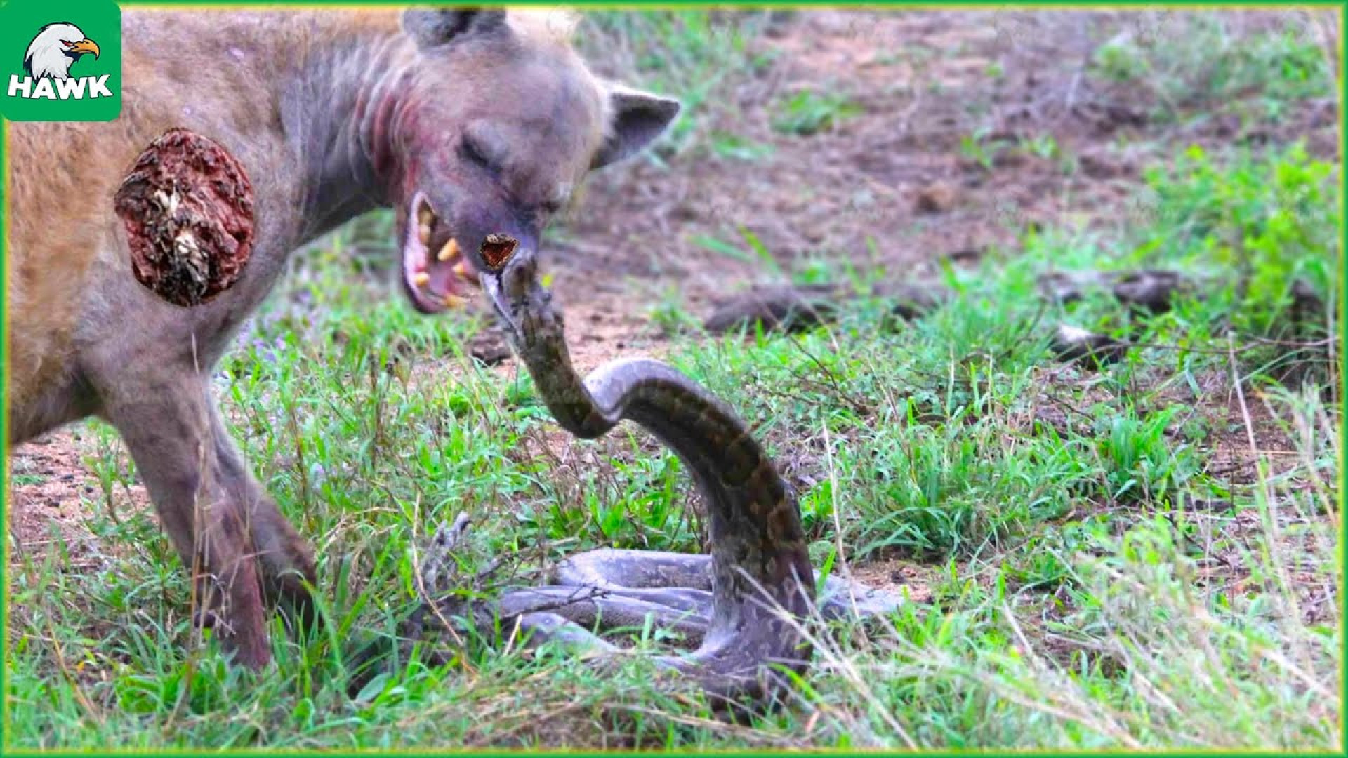 حیات وحش آفریقا  کفتارها با پی...