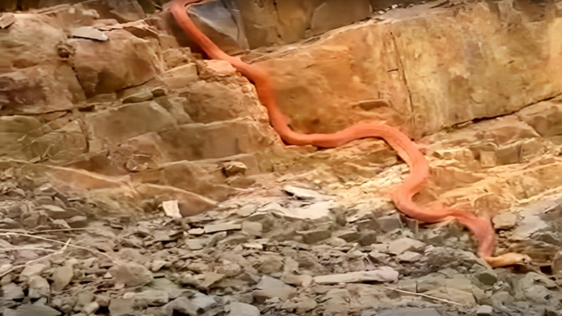 کشف یک مار غول پیکر 15 متری در...