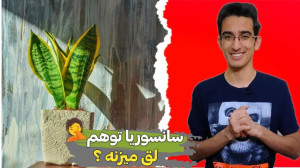 مشکلات گیاه سانسوریا!