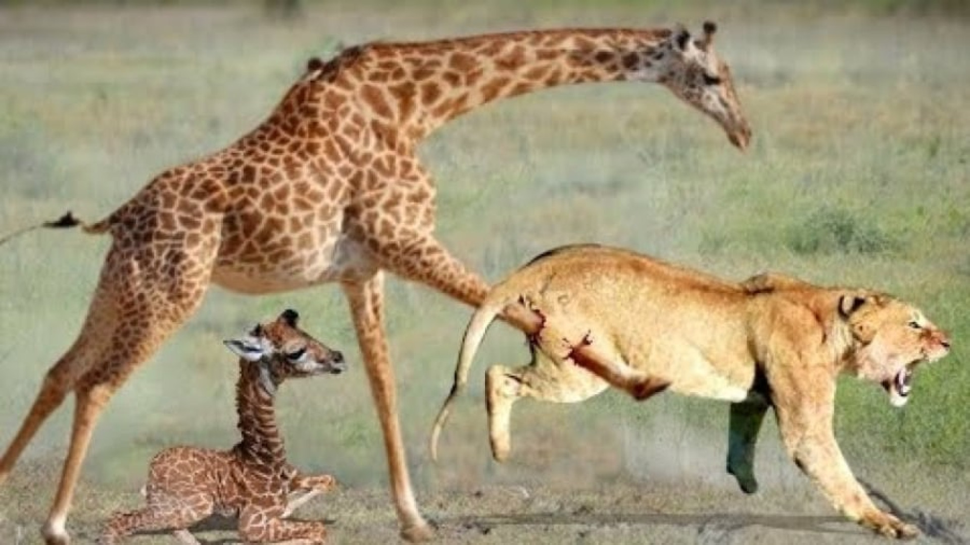 مستند حیات وحش، حمله قدرتمندان...