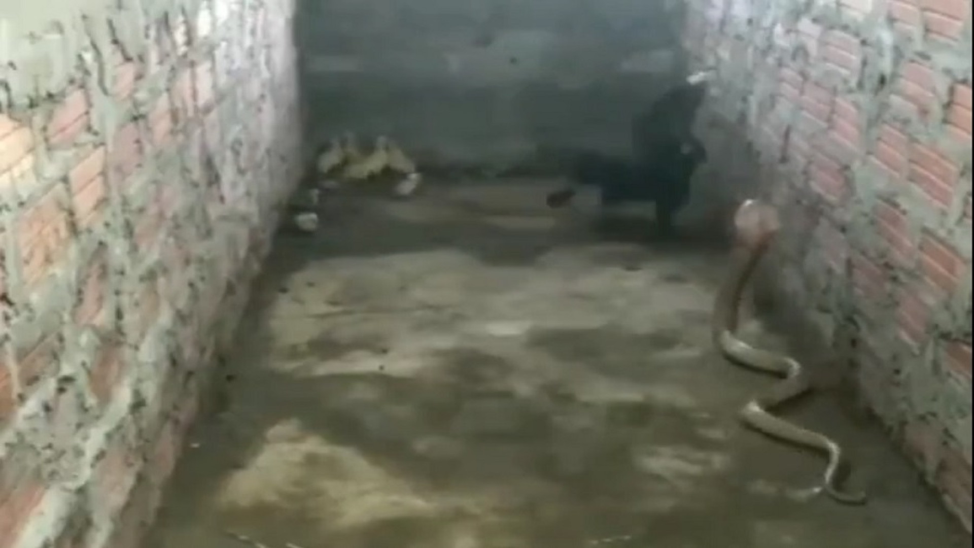 دفاع جانانه یک مرغ از جوجه‌هاش...