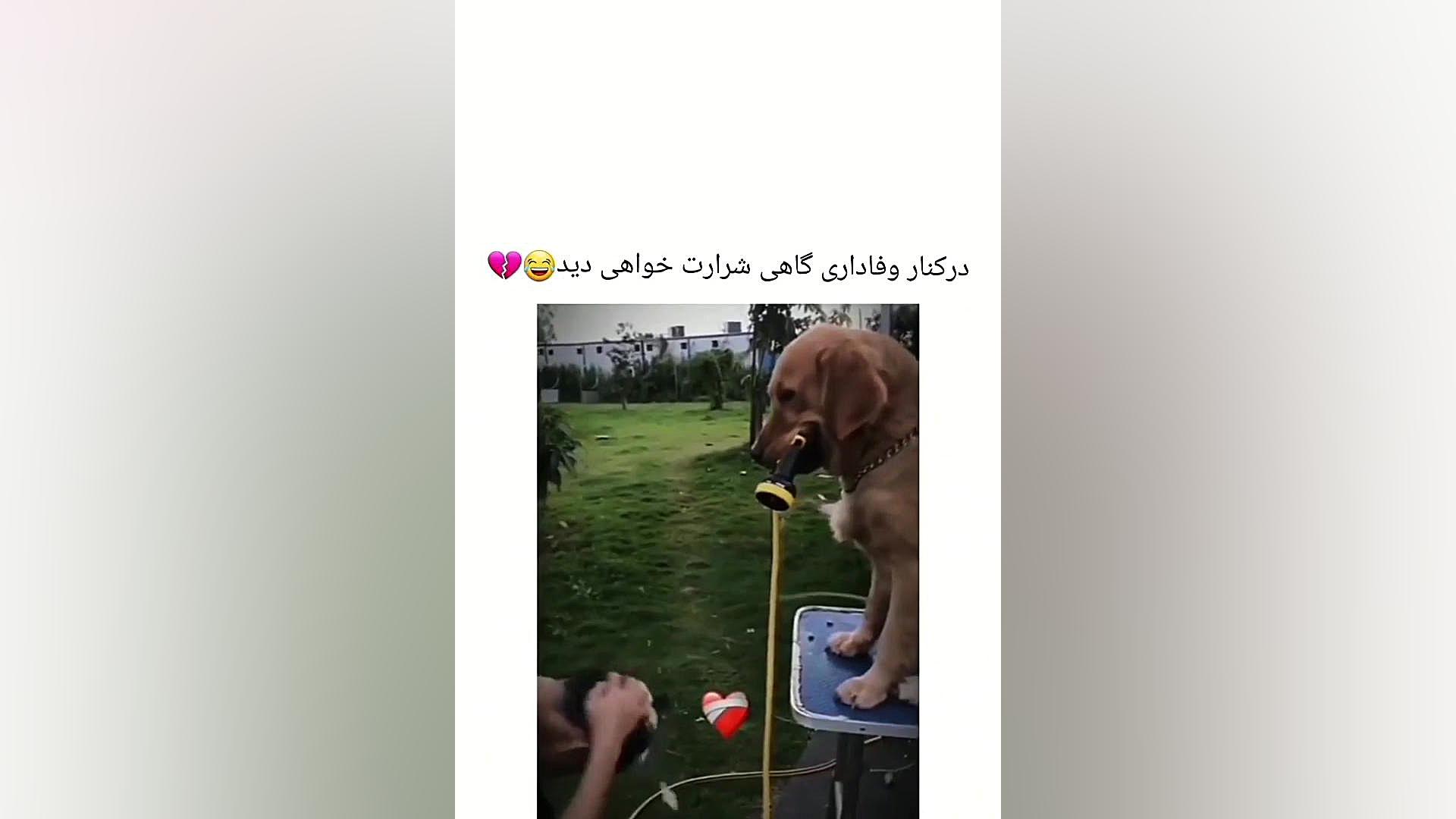 فیلم خنده دار سگ