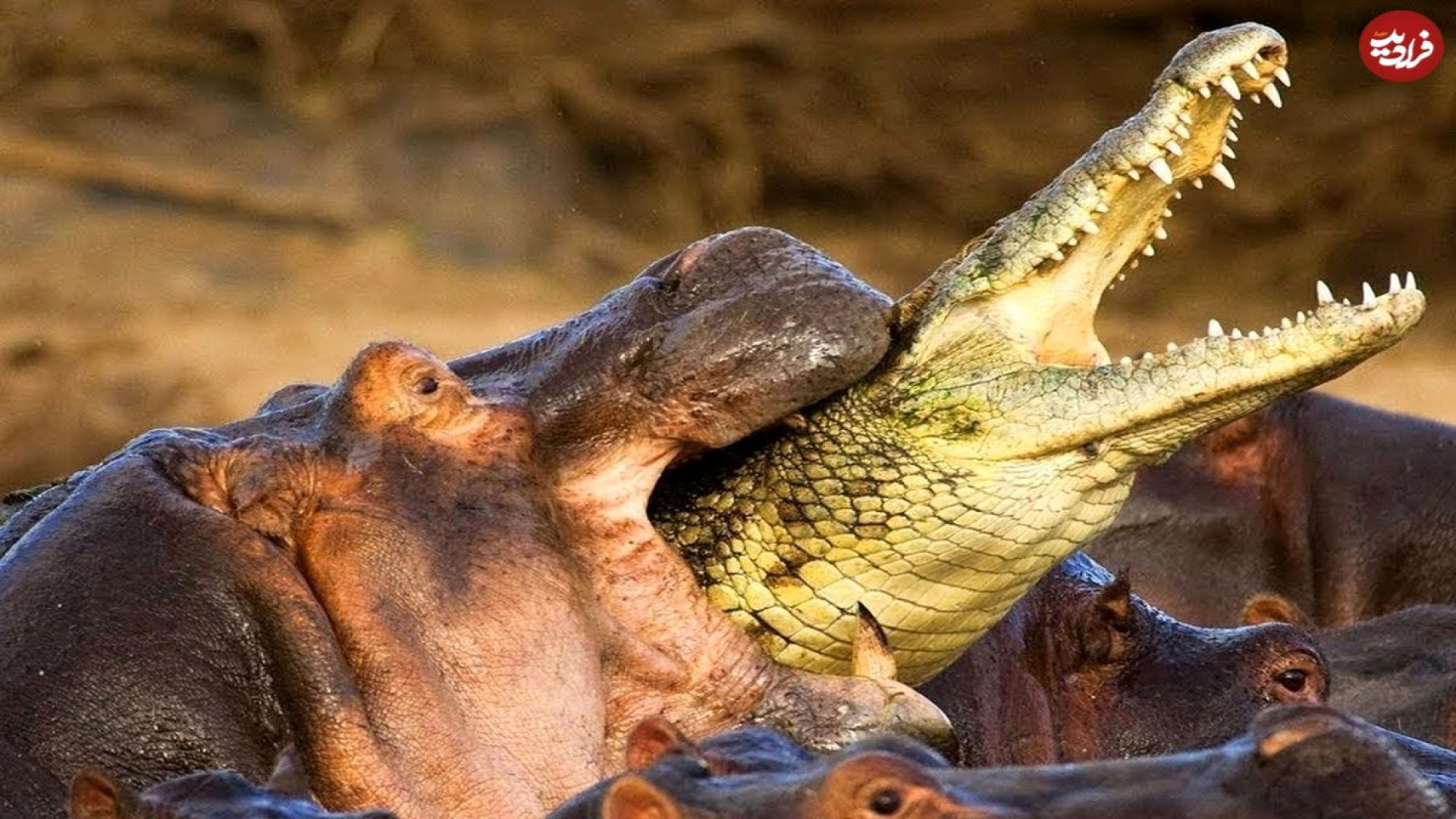 حیات وحش اسب آبی، خطرناک‌ترین...