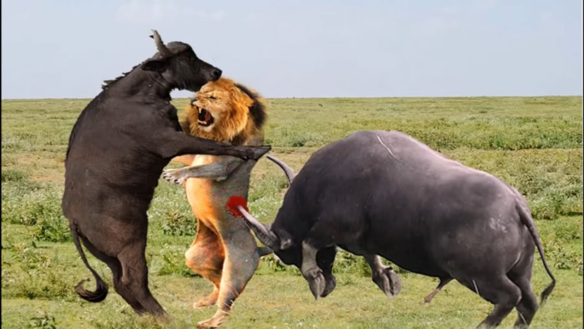 حیات وحش  جنگ و نبرد گاومیش و...