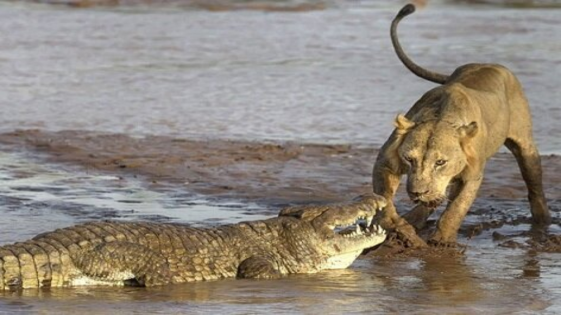 حیات وحش ؛ نبرد حماسی شیرها با...