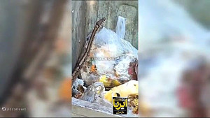 زنده گیری مار پیتون در سطل زباله در شهر آمل زنده گیری مار پیتون در سطل زباله در شهر آمل