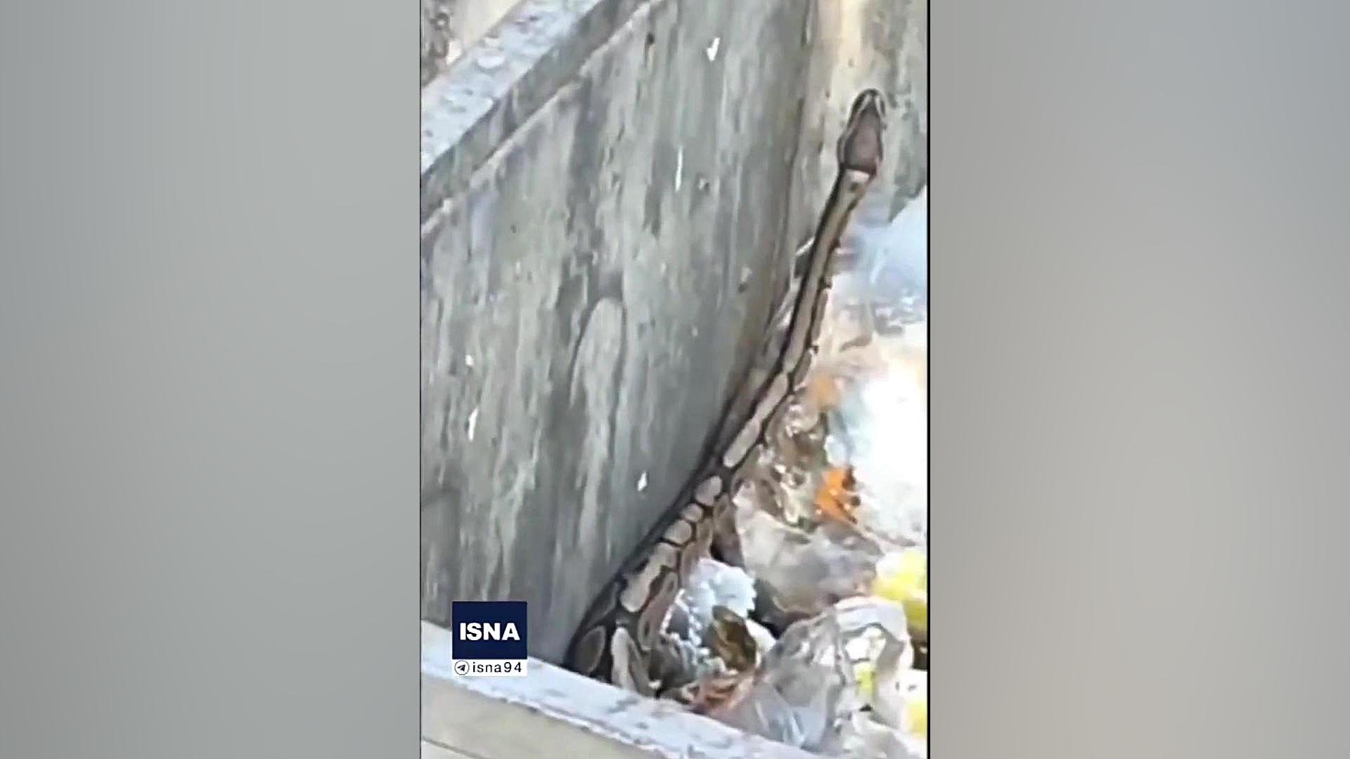 مار پیتون سطل زباله آمل زنده‌گ...