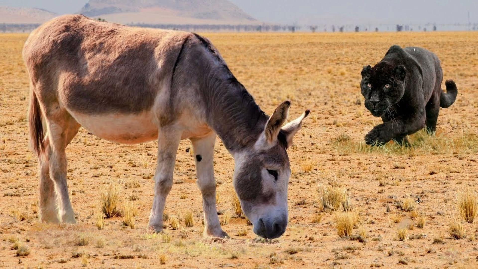 نبرد ببر وحشی با الاغ  چه بر س...