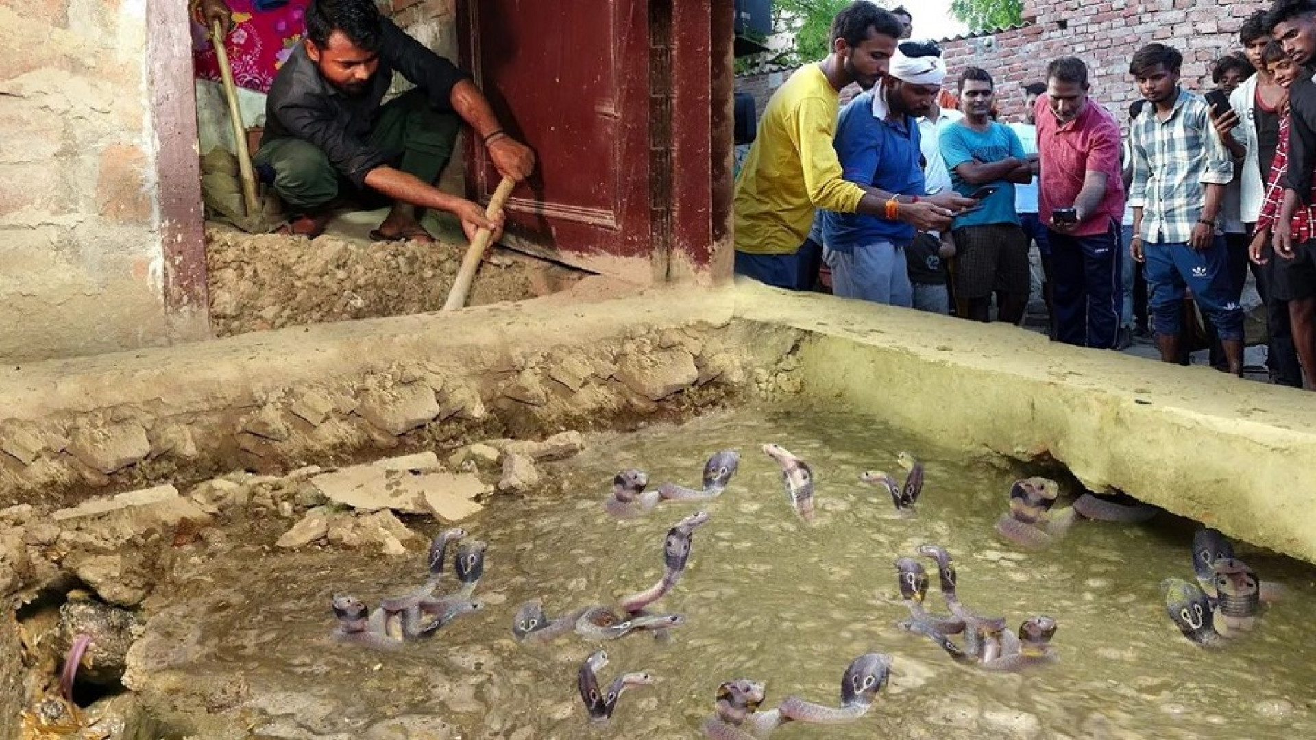 بیرون کشیدن مار کبرا و 9 توله...