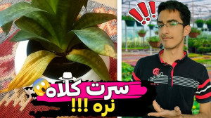 ۴ نکته که هنگام خریدن گیاهان ب...