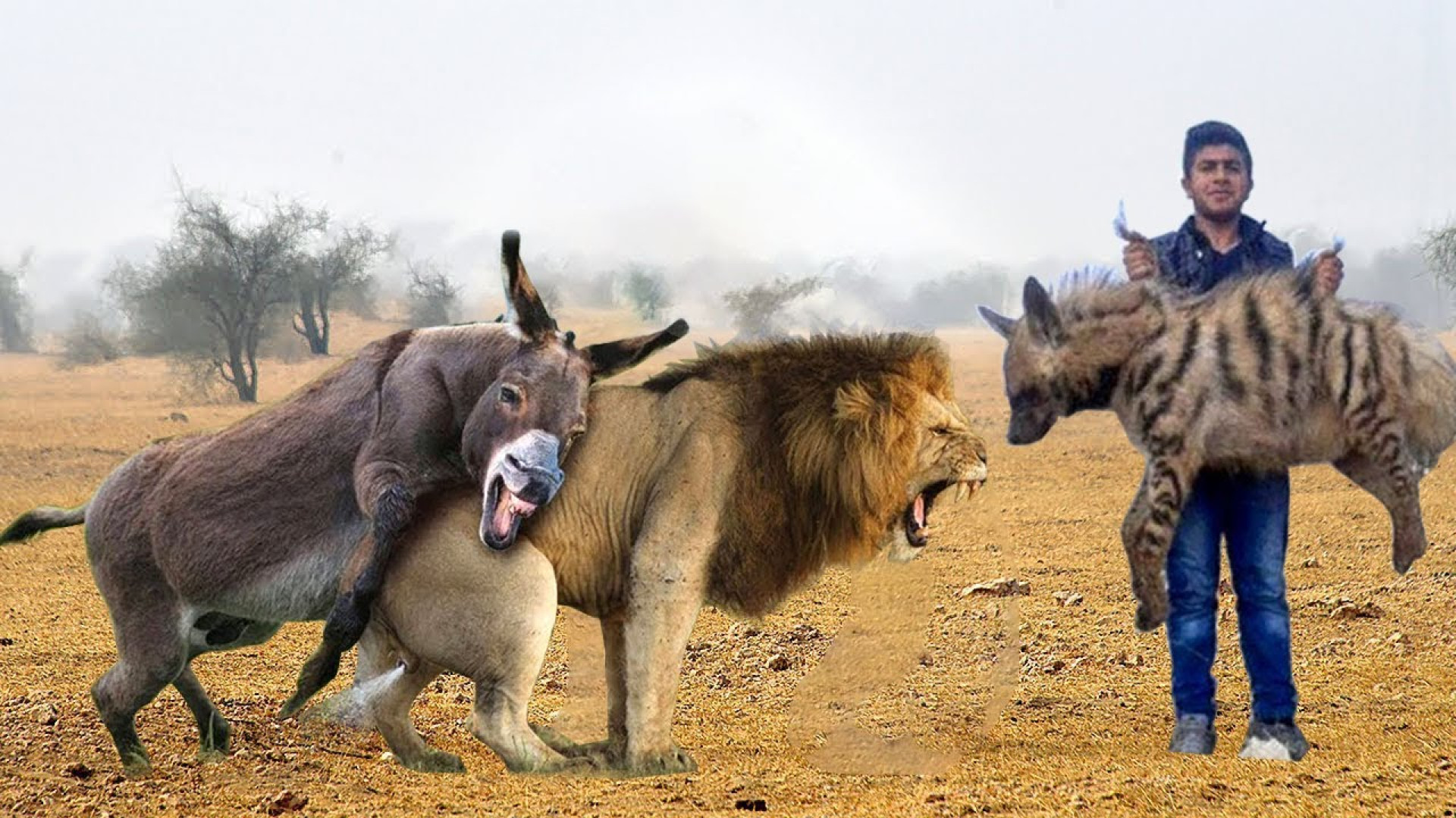 نبرد الاغ با شیر و کفتار  باور...