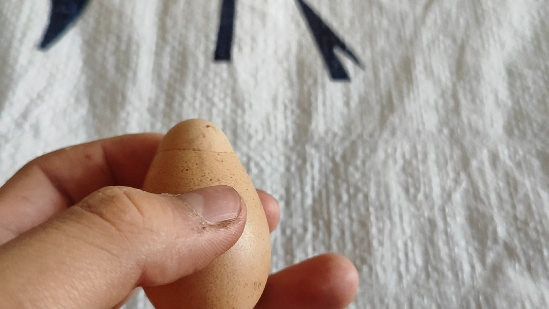 تخم مرغ عجیب مرغ اوشامو