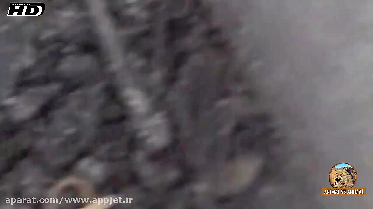 نبرد دیدنی عقرب در مقابل هزار...