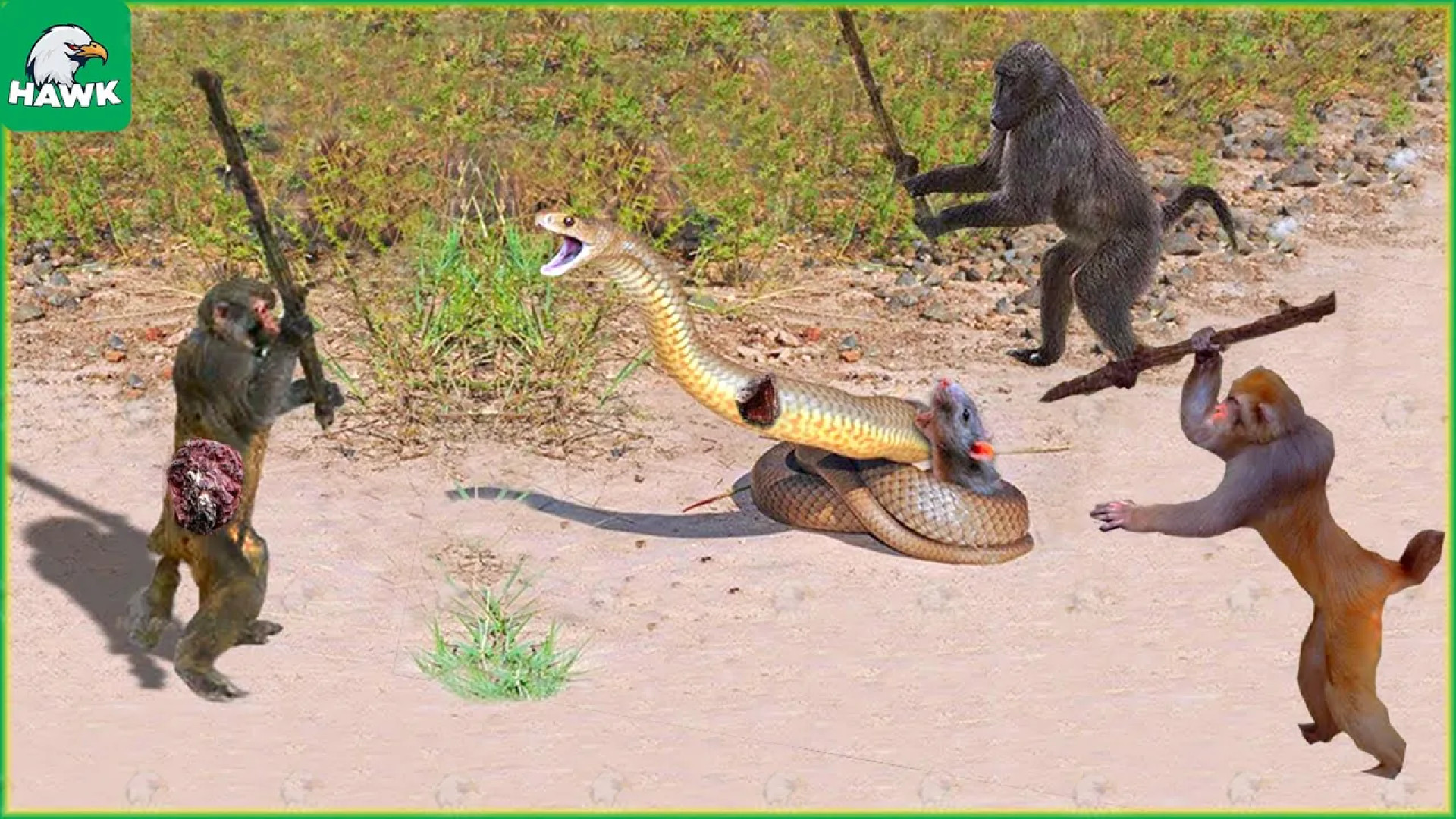 راز بقا ! مار طعمه خود را از م...