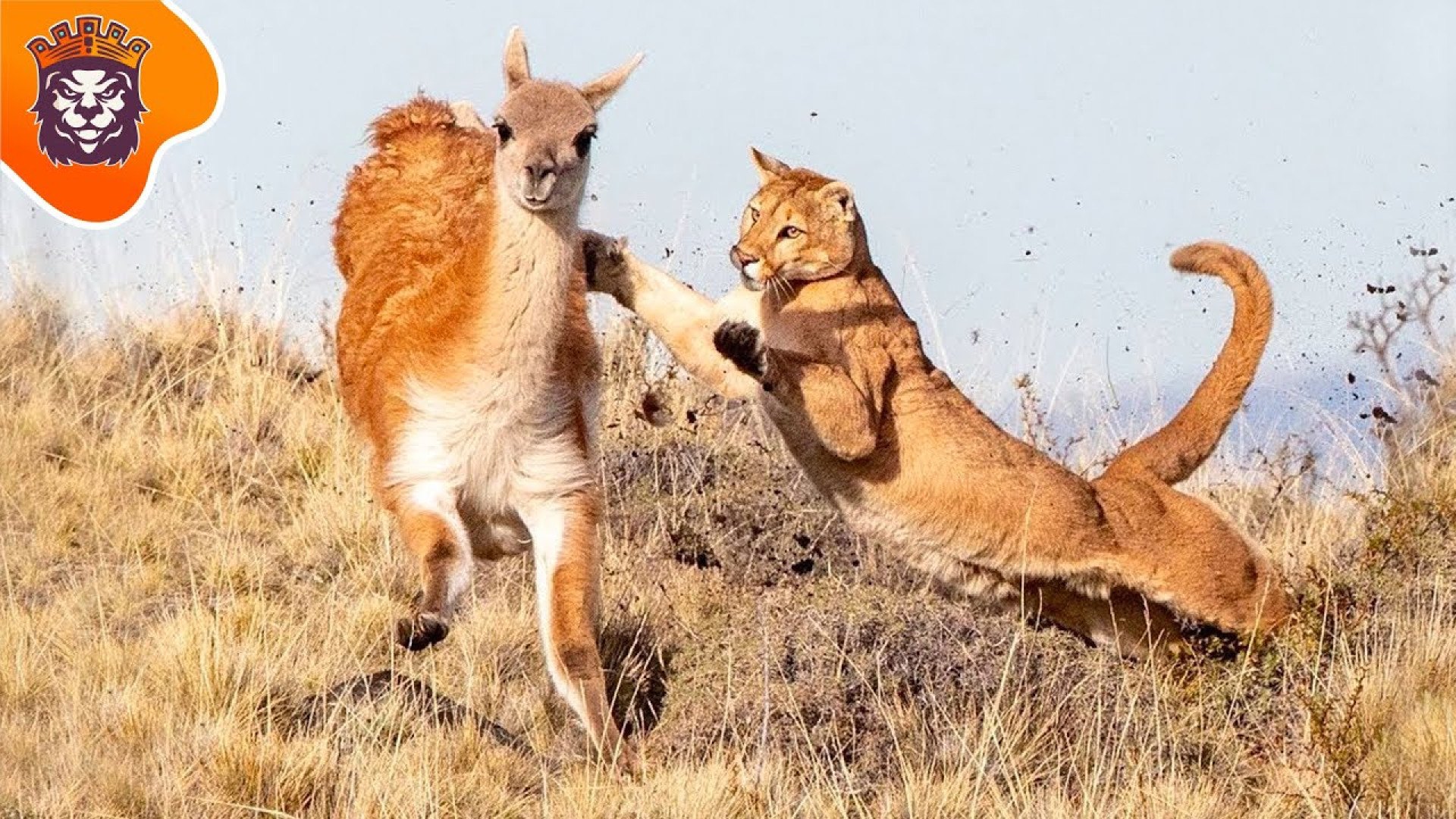 مستند حیوانات وحشی  5 حمله باو...