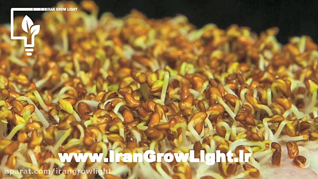 تایم لپس جذاب از نور های گلخان...